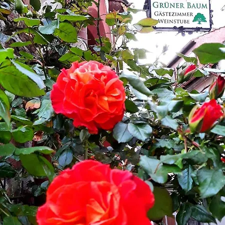 Gaestehaus Gruener Baum