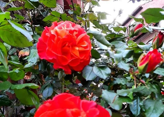 Gaestehaus Gruener Baum